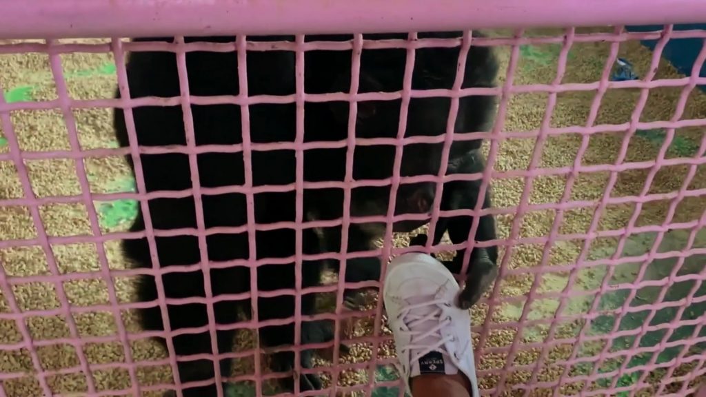 Sperry Shoes in Chimp Crazy S01E01 (2024) (Image 1)