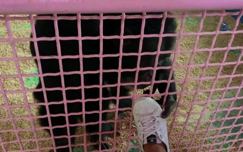 Sperry Shoes in Chimp Crazy S01E01 (2024) (Image 1)