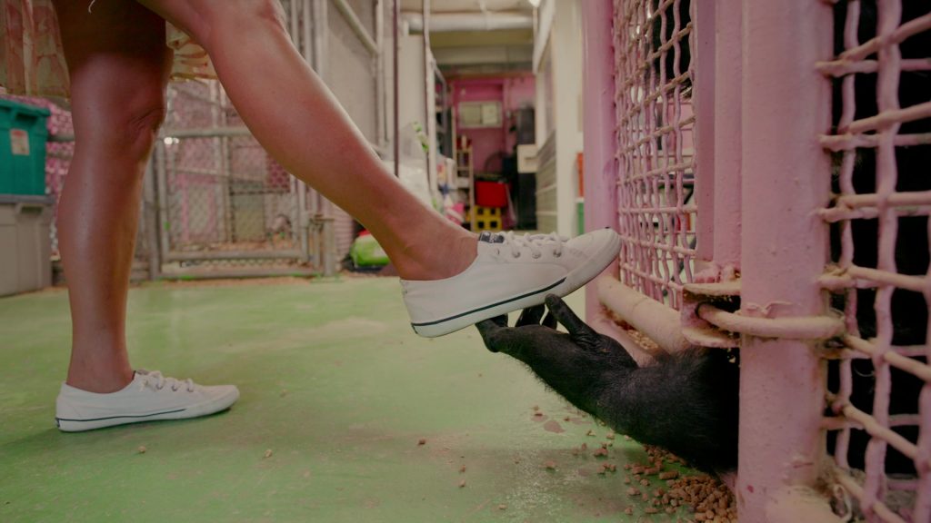 Sperry Shoes in Chimp Crazy S01E01 (2024) (Image 5)