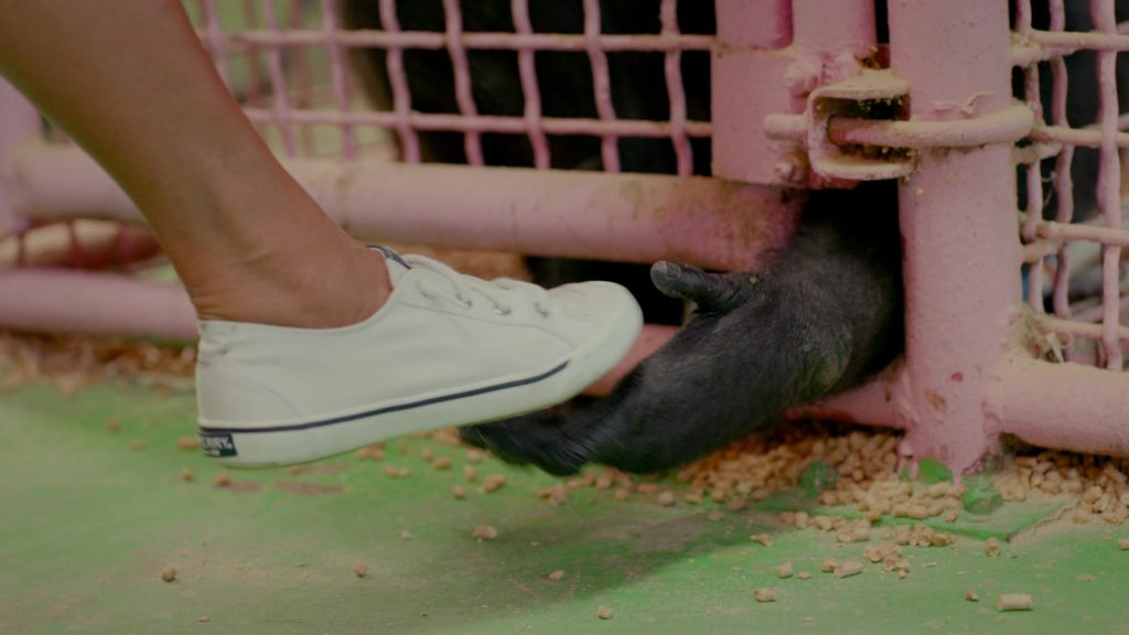 Sperry Shoes in Chimp Crazy S01E01 (2024) (Image 6)