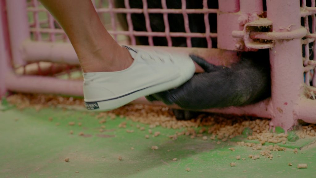 Sperry Shoes in Chimp Crazy S01E01 (2024) (Image 7)