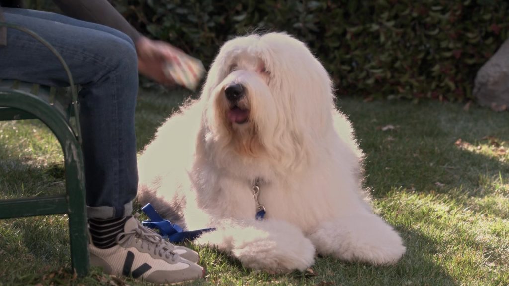 Veja Rio Branco Sneakers Worn by Thomas Middleditch as Drew in B Positive S01E12 “Canine Extraction” (2021) (Image 3)
